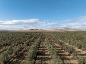 مبادرة 100 مليون شجرة زيتون مرمّزة