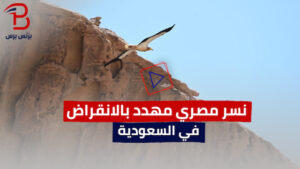 "مذهل".. نسر مصري مهدد بالانقراض في السعودية
